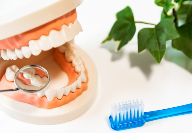 歯の模型と歯ブラシ